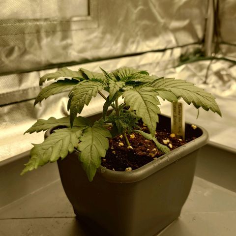 Tatanka Brothers growlog photo: Tatanka No.1