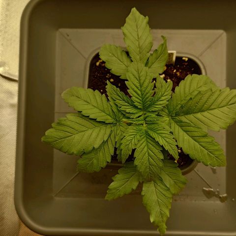 Tatanka Brothers growlog photo: Tatanka No.1