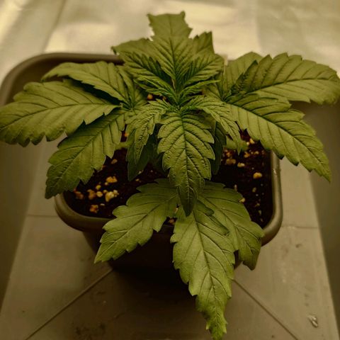 Tatanka Brothers growlog photo: Tatanka No.1
