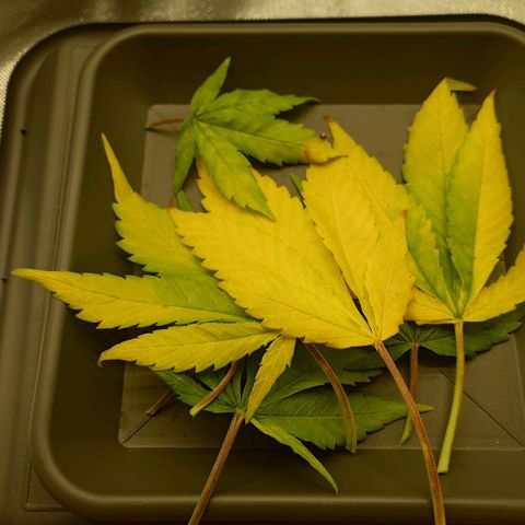 Gorilla Glue Auto growlog photo: Vorher