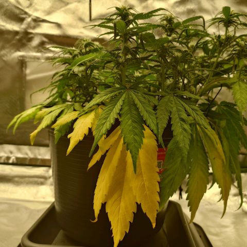 Gorilla Glue Auto growlog photo: Vorher