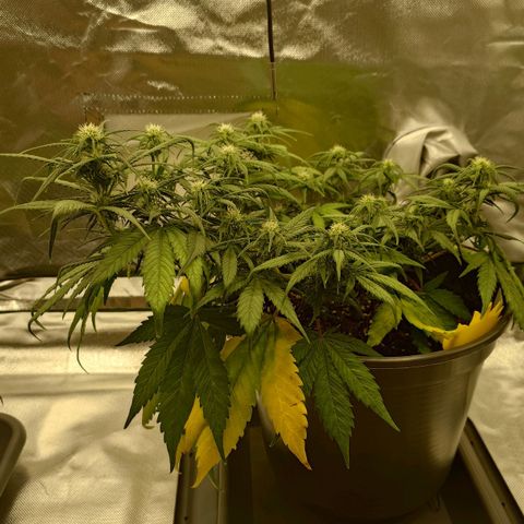 Gorilla Glue Auto growlog photo: Vorher