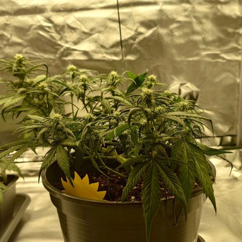 Gorilla Glue Auto growlog photo: Nachher