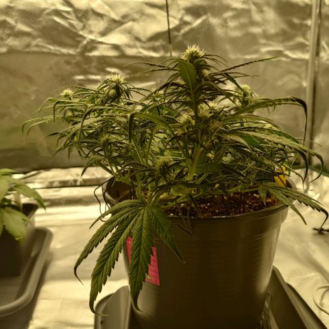 Gorilla Glue Auto growlog photo: Nachher