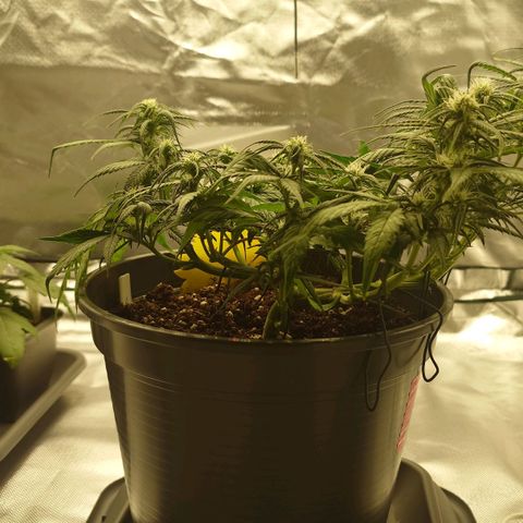 Gorilla Glue Auto growlog photo: Nachher