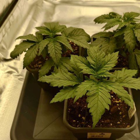 Tatanka Brothers growlog timeline photo
