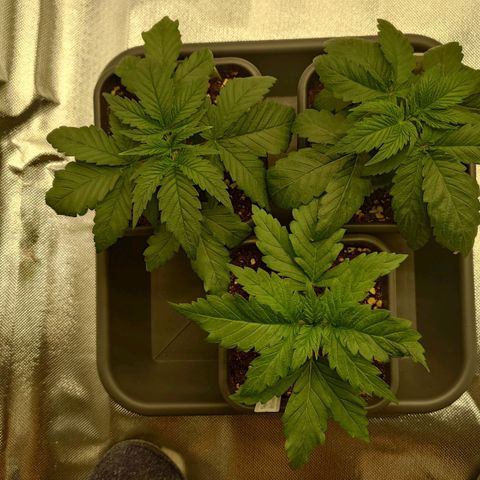 Tatanka Brothers growlog timeline photo