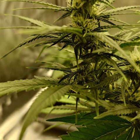 Gorilla Glue Auto growlog timeline photo