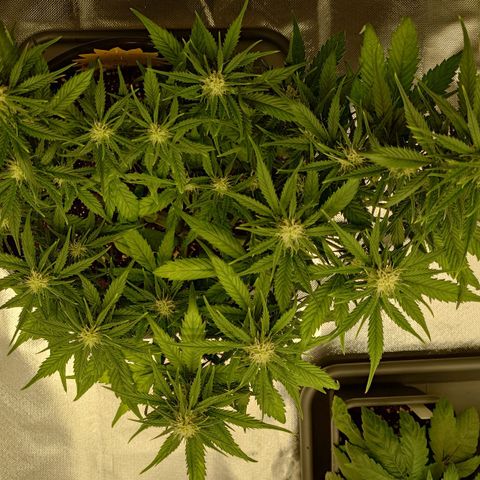 Gorilla Glue Auto growlog timeline photo