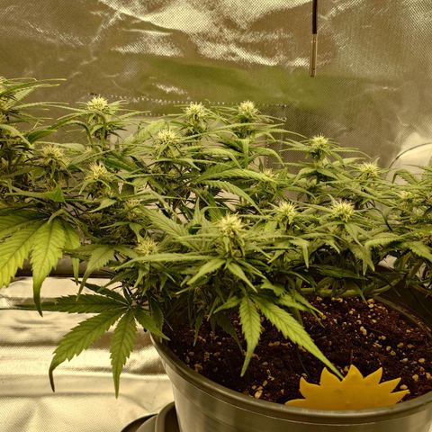 Gorilla Glue Auto growlog timeline photo