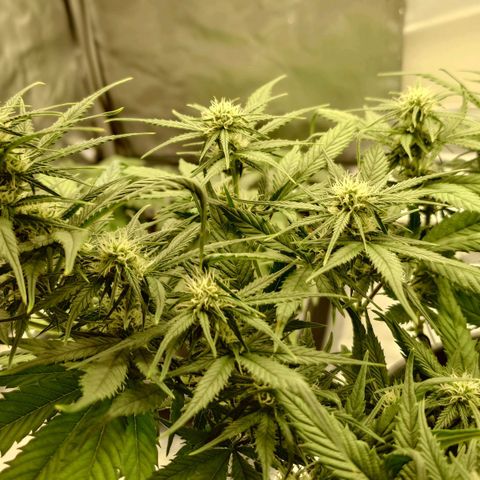 Gorilla Glue Auto growlog timeline photo