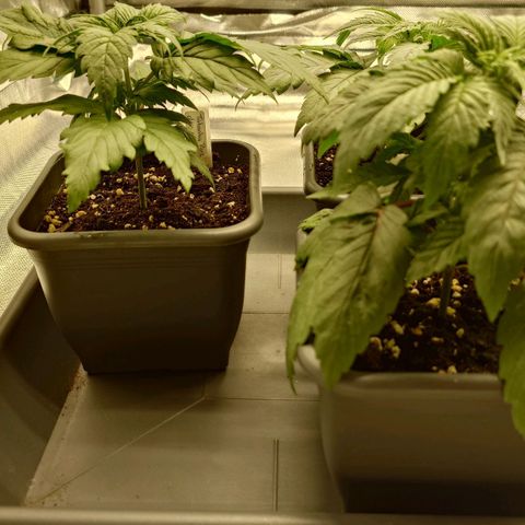 Tatanka Brothers growlog timeline photo