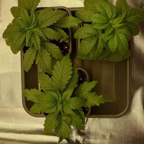 Tatanka Brothers growlog timeline photo