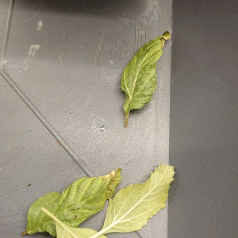 Tatanka Brothers growlog timeline photo
