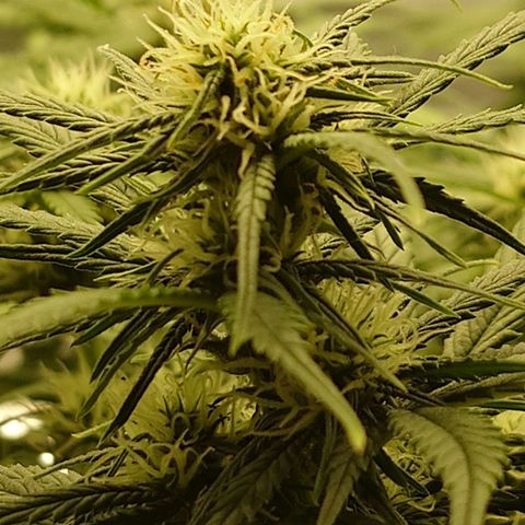 Gorilla Glue Auto growlog timeline photo