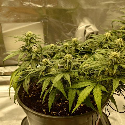 Gorilla Glue Auto growlog timeline photo