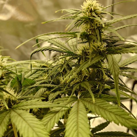 Gorilla Glue Auto growlog timeline photo