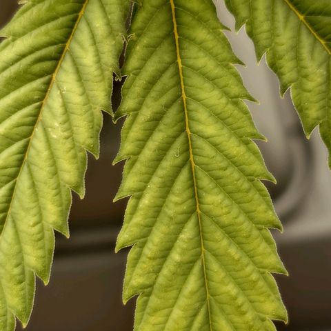 Gorilla Glue Auto growlog timeline photo