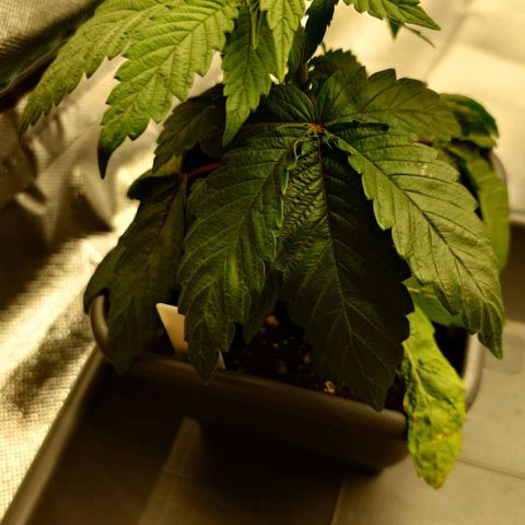Northern Lights growlog timeline photo