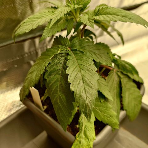 Northern Lights growlog timeline photo