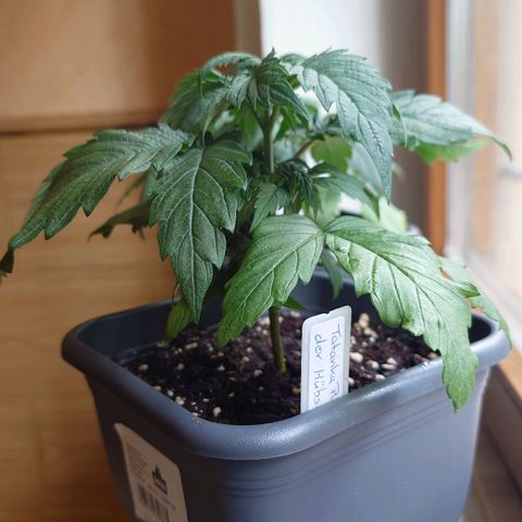 Tatanka Brothers growlog photo: Die Tatankas auch mal in ordentlichem Licht fotographiert.