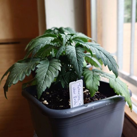 Tatanka Brothers growlog photo: Die Tatankas auch mal in ordentlichem Licht fotographiert.