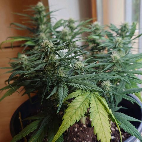 Gorilla Glue Auto growlog photo: Einmal in anderem Licht.