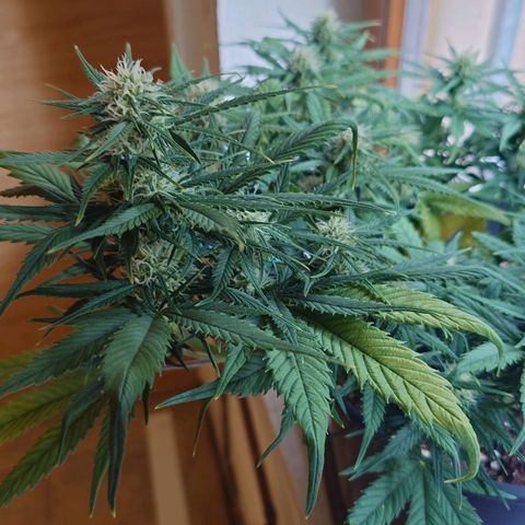 Gorilla Glue Auto growlog photo: Einmal in anderem Licht.