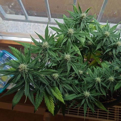 Gorilla Glue Auto growlog photo: Einmal in anderem Licht.