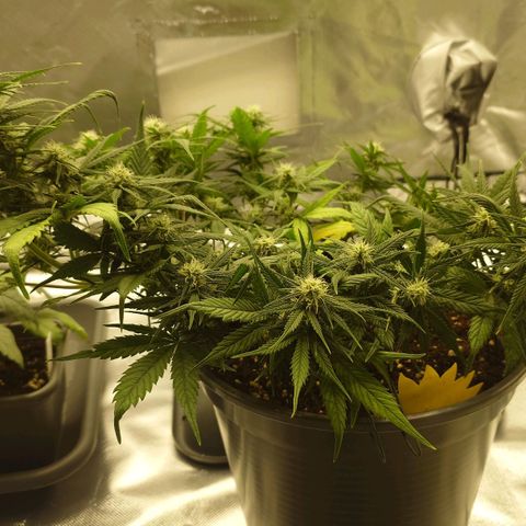 Gorilla Glue Auto growlog timeline photo