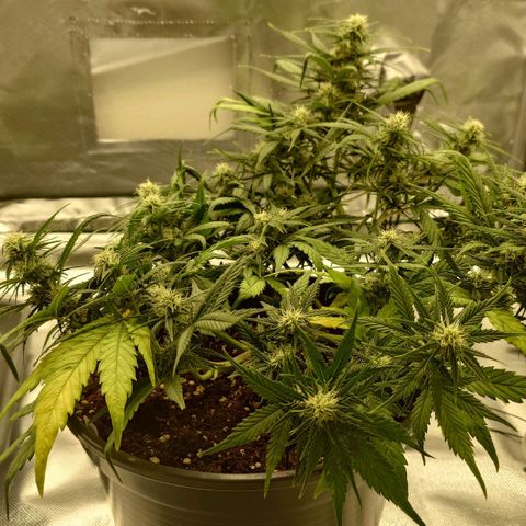 Gorilla Glue Auto growlog timeline photo