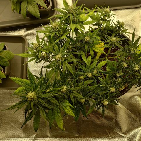 Gorilla Glue Auto growlog timeline photo