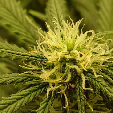Gorilla Glue Auto growlog timeline photo