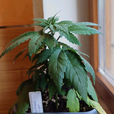 Northern Lights growlog timeline photo