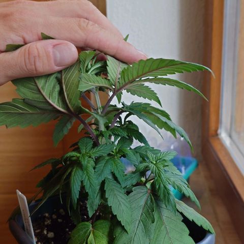 Northern Lights growlog timeline photo