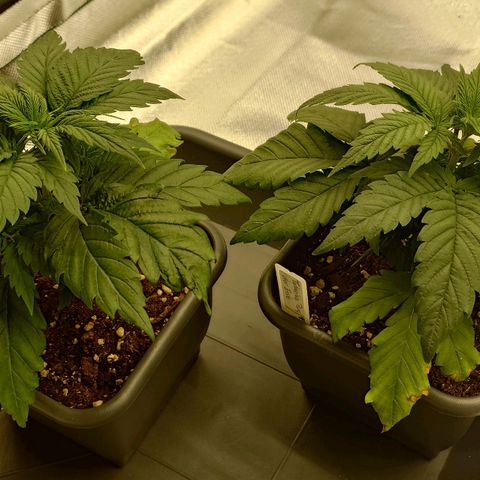 Tatanka Brothers growlog timeline photo