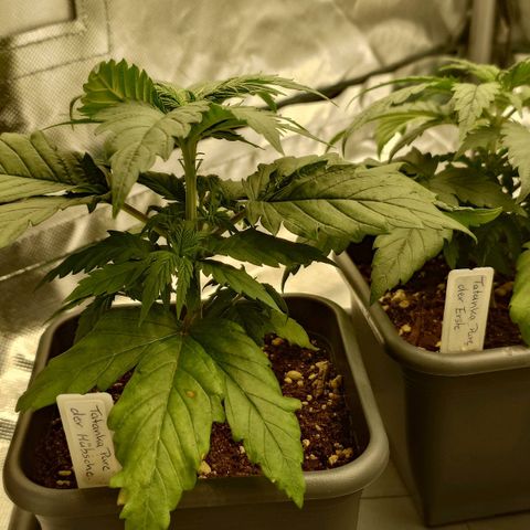 Tatanka Brothers growlog timeline photo
