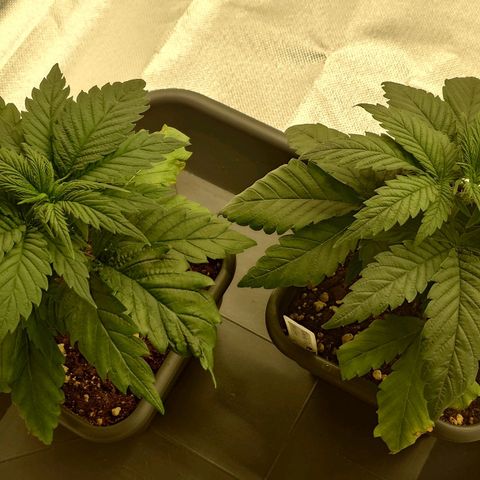 Tatanka Brothers growlog timeline photo