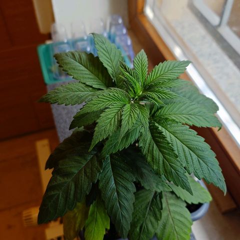 Northern Lights growlog timeline photo