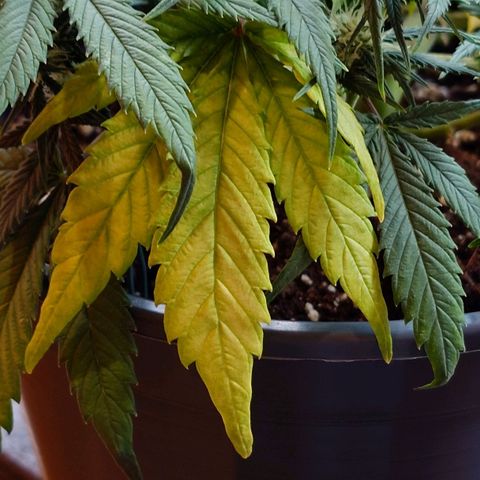 Gorilla Glue Auto growlog timeline photo