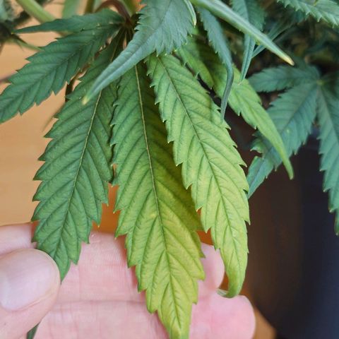 Gorilla Glue Auto growlog timeline photo