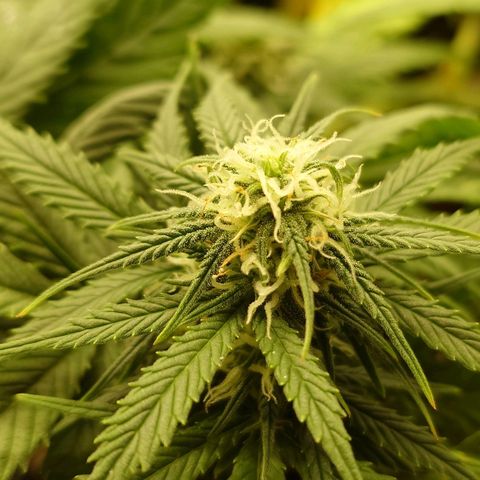 Gorilla Glue Auto growlog timeline photo