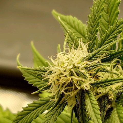 Gorilla Glue Auto growlog timeline photo