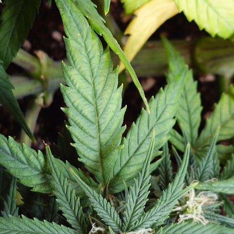 Gorilla Glue Auto growlog timeline photo