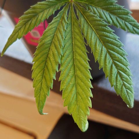Gorilla Glue Auto growlog timeline photo