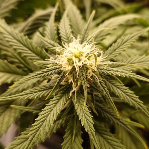 Gorilla Glue Auto growlog timeline photo