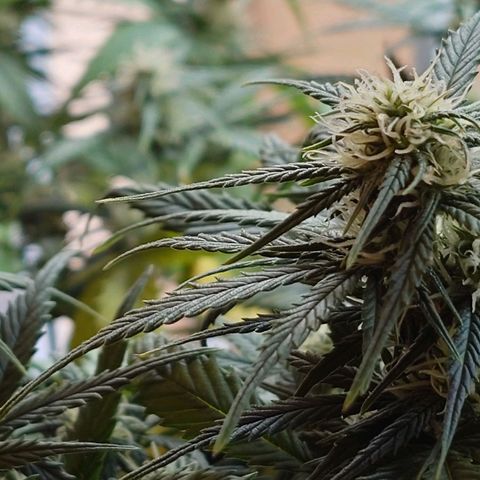 Gorilla Glue Auto growlog timeline photo