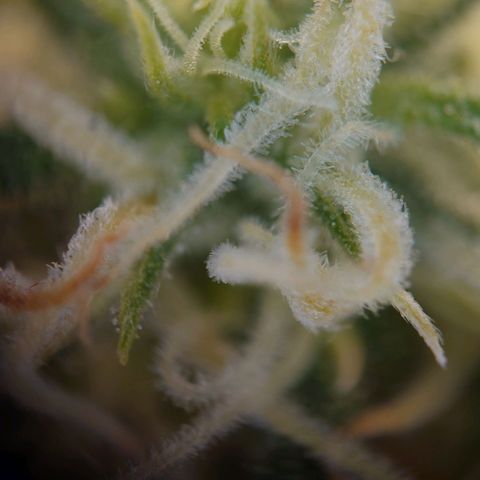 Gorilla Glue Auto growlog timeline photo