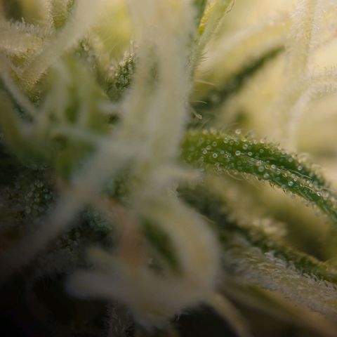 Gorilla Glue Auto growlog timeline photo