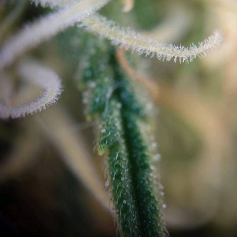 Gorilla Glue Auto growlog timeline photo